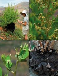 Image result for Dioscorea buchananii