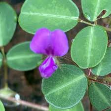 Image result for Grona triflora