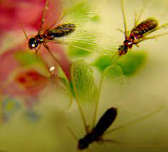 Our services are available 24 hours a day, 7 days a week and 365 days of the year. Residential Pest Control Bulwark Exterminating