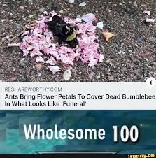 Reshareworthycom Ants Bring Flower Petals To Cover Dead Bumblebee In What Looks Like Funeral Ifunny Funny Animal Memes Cute Funny Animals Cute Stories