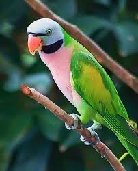 ★ download mp3 suara burung daun betina gratis, ada 20 daftar lagu sia yang bisa anda download. Download Kumpulan Suara Burung Betet Jernih Untuk Bahan Masteran Pamankicau