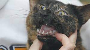 kedim mama yemiyor ne yapabilirim kedi rehberi