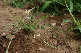 Image result for Aristida congesta