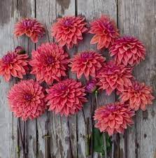 About 15340 w dahlia dr surprise, az 85379. Dahlias A Z Floret Flower Farm Flower Farm Flower Farms Dahlia