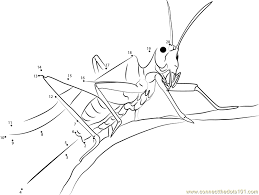 Grasshoppers Connect The Dots Worksheet Horse Coloring Pages Dinosaur Coloring Pages Cat Coloring Page