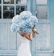 So stroll in and get ready to be amazed by these favorite … Pin By Veronika Kovac On Hydrangeas My Garden White Wedding Flowers Flower Arrangements Flowers Bouquet
