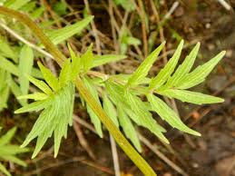 Image result for Valeriana capensis