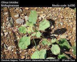 Image result for Glinus lotoides