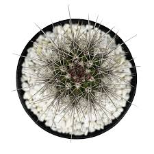 Image result for Pachycarpus concolor