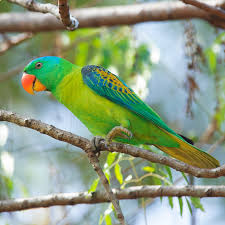 Image result for parrot