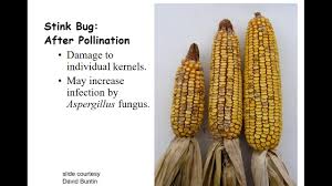 Your bug ear stock images are ready. Al Crops Webinars Stink Bugs In Corn Kathy Flanders April 2017 Youtube