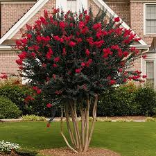 Image result for Lagerstroemia