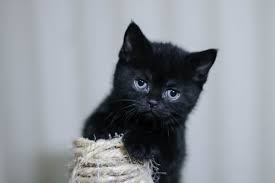 Wallpaper kucing lucu ini di buat untuk pecinta kucing yang enga mau ribet nyari wallpaper di komputer /. Wallpaper Kucing Hitam Cat Mammal Small To Medium Sized Cats Black Cat Felidae 654098 Wallpaperuse
