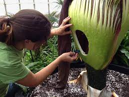 Morty Update See The Working Parts Inside The Rare Corpse Flower At Botanical Gardens Buffalo Niagaragardening Com