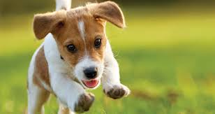 Training a new puppy is not an impossible task, but there is a right and a wrong way to learn about it. Puppy Training 101 10 Tips For New Puppy Parents Creature Companions Magazine