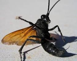 Black And White Wasp With Long Stinger 10 Of The Largest Insects In The World Tarantula Hawk Insects Tarantula