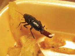 Contents introduction food safety rodents cockroaches flies ants stored product insects birds and other vertebrates inspection and auditing of food pr. Https Fumapest Com Au Pdf Pest 20control 20in 20the 20food 20premises 20 20uk 20chartered 20institute 20of 20environment 20health Pdf