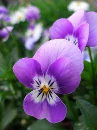 Pansy Pansies Flowers Pansies Purple Flowers