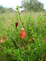 Image result for Hermannia depressa