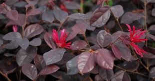 Ciri Ciri Pohon Serut Merah Pitaloka Loropetalum Di Alam Liar Ciriciripohon Com