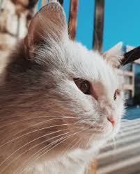 Enes Albayrak Enesalbayrak34 Instagram Posts Videos Stories On Picoji Com Doga Kedi Gununkaresi Objektifimden Kadrajimdan Is Cats Doga Instagram