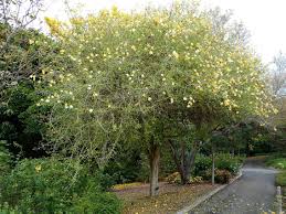 Image result for Gardenia volkensii