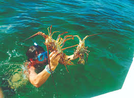 Beckett ridge barracudas swim team. Out And About With The Barracudas In Cuba