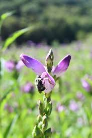 Image result for Tinnea coerulea