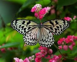 صور فراشات روعه butterfly poems ink pen drawings butterfly