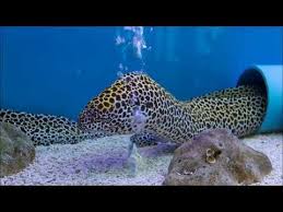 The Most Dangerous Animals In The Amazon Rainforest Dangerous Animals Animals Amazon Rainforest