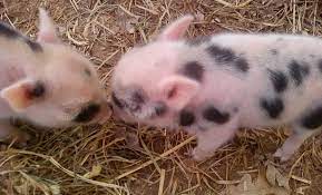 We did not find results for: Oh Just Baby Spotted Pigs Kissing Furbelowfarms Cuddly Animals Baby Pigs Baby Animals