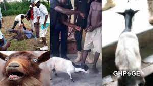 Koforidua: 22-year-old man captured on CCTV having sex with a goat [Video]  - GhPage