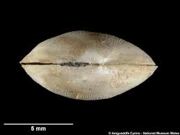 Image result for Galeomma