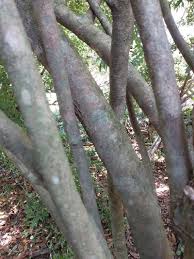 Image result for Rothmannia globosa