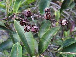 Image result for Agarista salicifolia