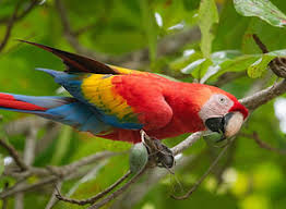 Image result for Pasaccardoa