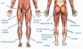 Pin On Legs Butt Hips