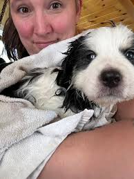 dog wash event in Flagstaff today