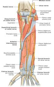 The two most common types of tendinitis are on the inside or outside of your elbow. 50 Forearm Anatomy Ideas Forearm Anatomy Anatomy Muscle Anatomy