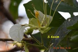 Image result for Cadaba glaberrima