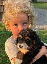 5 week-old mini bernedoodle puppies ❤️❤️Ready to go