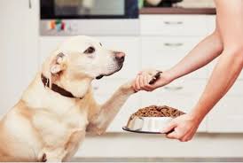 Today, we distribute pet food and supplies from coast to coast with our network of 15 distribution centers. Industry Insiders Report Animal Supply Co And Phillips Pet Food Supplies Are Merging Pet Insight