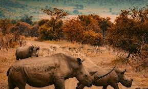 Youth Day: Walk for Rhinos with Insimbi Legacy Projects