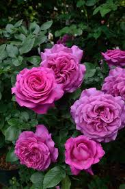 シャルトルーズ ドゥ パルム chartreuse de parme 花色 パルマヴァイオレット 花期 四季咲き 樹高 幅 樹形 1 2m 1 0m スプレー ブッシュ 花径 10 12cm 大輪 香り 強香 やや剣 beautiful flowers pretty flowers beautiful roses