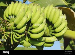 Image result for Musaceae