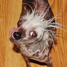 Este vorba de martha, o femelă gigantă din rasa mastiff napoletan, de 60 de kilograme. Foto A Fost Ales Cel Mai Urat Caine Din Lume Pagina 14 Profit Ro