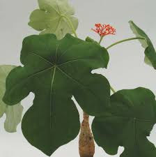 Image result for Stathmostelma gigantiflorum