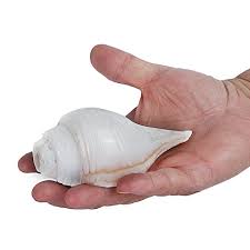 Buy Centorganic Conch Shell Blowing Shankh For Pooja Original (16 Cm,  White) Online At Low Prices In India - Amazon.In