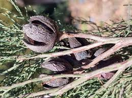 Image result for Callitris