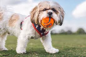 Check spelling or type a new query. Veterinarians For Dogs Puppies Cats Kittens Thrive Vet